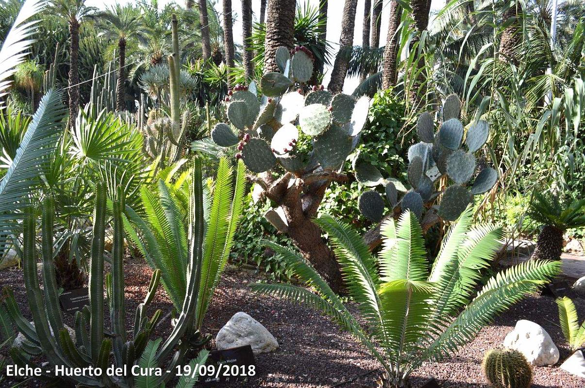 19 ELCHE HUERTO DEL CURA (71).JPG